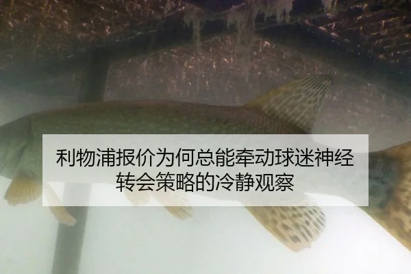 利物浦报价为何总能牵动球迷神经 转会策略的冷静观察